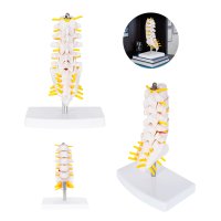 MODELO PVC SACMUSE