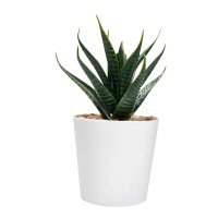 SET PLASTICO AACTOLT